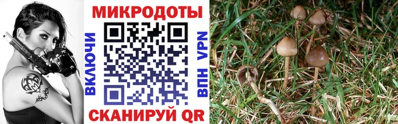 Галлюциногенные грибы мицелий  Новотроицк 