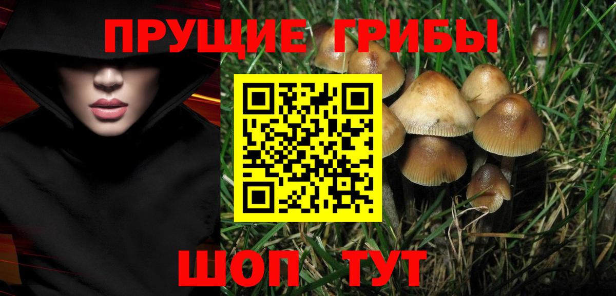 Псилоцибиновые грибы Cubensis Новотроицк